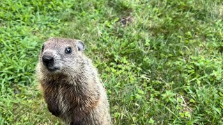 How BIG are baby groundhogs 🐾🍼 groundhog animals [upl. by Georgina]