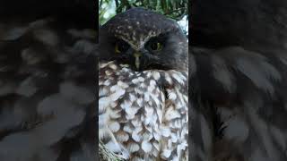 New Zealand Owl the Ruru or Morepork Closeup birds nature birdsounds [upl. by Henrietta]