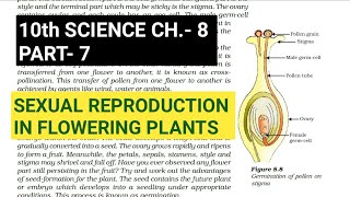 10th Science Ch8Part7Sexual reproduction in flowering plantsStudy with Farru [upl. by Mack]