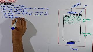 Part4 SDSPAGE Electrophoresis  preparation of Gel in SDSPAGE Electrophoresis Electrophoresis [upl. by Shalom178]