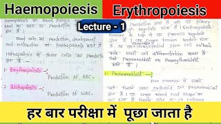 haemopoiesis notes  hematopoiesis  erythropoiesis physiology  erythropoietin  rbc production [upl. by Best]