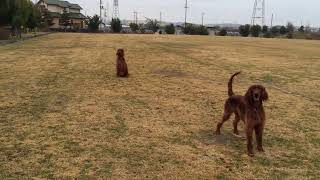 【レスキュー犬】【大型犬２頭のボール訓練】Irish Setter two dogs and a ball [upl. by Belding]