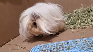 prettygirl cavy guineapig cavylover guineapigslove guineapiggies rodent guineapiggy peruvian [upl. by Cypro]