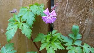 Herb Robert A Visual Ode to Natures Magic [upl. by Henrie382]