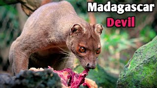 Fossa Madagascars Elusive Predator [upl. by Menedez]