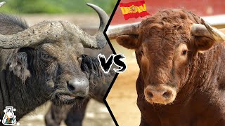 CAPE BUFFALO VS SPANISH BULL  Which is The Strongest [upl. by Skelly734]