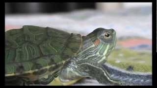 Red eared slider turtle  information [upl. by Lytsirk146]