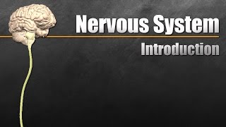 Organization of the Nervous System Intro Psych Tutorial 29 [upl. by Nnaul]