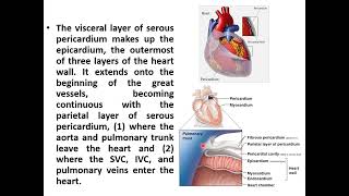 Anatomy of the heart Basic and clinical part 1 [upl. by Hodosh520]