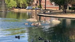 Goodale Park Pond Clip Compilation [upl. by Petit141]