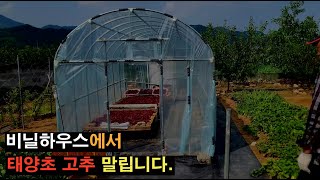 농사 초보가 비닐하우스에서 태양초 고추 말립니다 고추 태양초 chili pepper capsaicin [upl. by Dnomayd894]