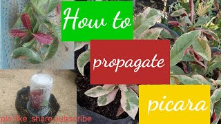 How to propagate picara plant Easy way 30days Result No lose leaf [upl. by Enetsirk]