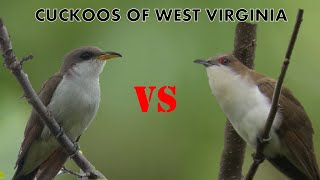 Cuckoos of West Virginia [upl. by Shamrao]