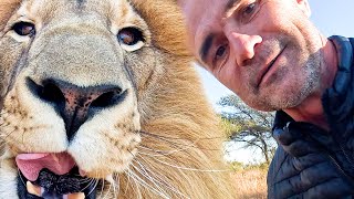 LION REUNION  Rescued Lion Brothers and Real Lion King Reaction  The Lion Whisperer [upl. by Ermeena401]