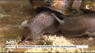 VU DICI  En Normandie les escargots ont leur élevage [upl. by Haraz]