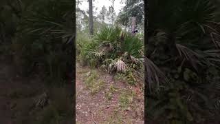 Enjoying hiking 🥾 in our land florida nature woodlife wildlife rurallife bigland [upl. by Sammy243]