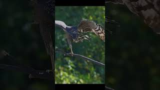 falcon hunting a snake 🦅 [upl. by Desimone]