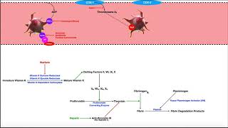 Pharmacology of the Clotting Coagulation Cascade [upl. by Pall437]