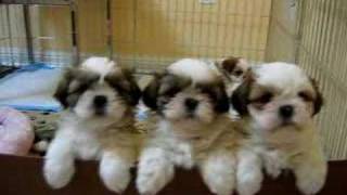 3 Adorable Shih Tzu Puppies [upl. by Jabe626]