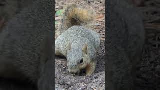 Fox Squirrel rolls around and eats dirt [upl. by Knight]