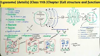 Lysosome details Part1Class 11th Chapter Cell structure and function [upl. by Berthold]