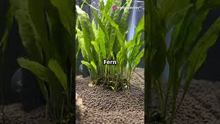 5 Best Plants for Beginner Aquariums [upl. by Eeltrebor]