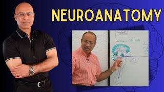 Neuroanatomy  Neurology  Neuroscience  Dr Najeeb [upl. by Annayat233]