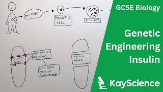 Genetic Engineering of Insulin  GCSE Biology  kaysciencecom [upl. by Viridi]