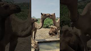 Camel pond early in the morning But they are kissing each othercamelkissingpondviralshortyoutub [upl. by Francesca]