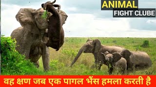 वह क्षण जब एक पागल भैंस हमला करती है  The Moment A Crazy Buffalo Attacks [upl. by Penney990]