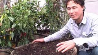 Planting 45 Garlic Cloves in a Half Wine Barrel Container Garden [upl. by Rahmann802]