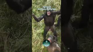 Agitated Bonobos Going Ape shorts [upl. by Dan390]