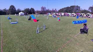 DCH DM 2024  Agility Finals  Grindsted Livestream [upl. by Ecirted602]