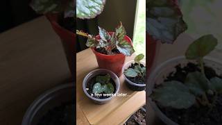 Begonia Propagation🪴 [upl. by Blinni]