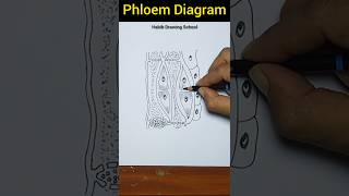 Phloem Diagram Easy shorts phloem diagram habibdrawingschool [upl. by Foah]