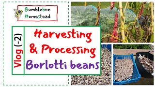 Harvesting and processing Borlotti Beans [upl. by Ivette]