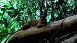 Madagascars Strange Predator  the Fossa [upl. by Corso806]