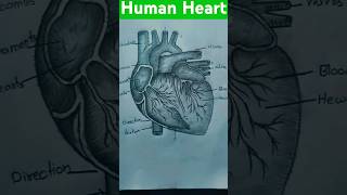 😎 Human heart diagram easy class 10th 😎 drawing easydrawing art shortsfeed viralshorts shorts [upl. by Noret]