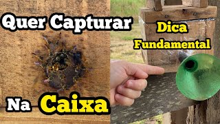 🔥DICA ESPECIAL PRA CAPTURAR ABELHA JATAÍ DIRETO NA CAIXA… [upl. by Eliath603]