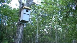 Bufflehead Chicks Leave the Nesting Box [upl. by Nahtam710]