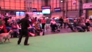 Crufts 2012  English Setters [upl. by Eilsek]