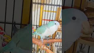 Quaker parrot talking very sweetly shorts [upl. by Ahsla]