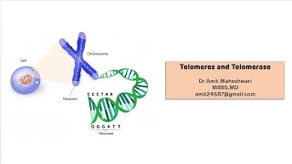 Telomeres and Telomerase  End Replication Problem in Eukaryotes [upl. by Vahe846]