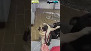 quotPug vs Pug Epic Battle Over Food 🥊🐶quotviralshorts shorts ytshorts pug shortsfeed dog [upl. by Bixler653]