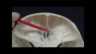 머리뼈25 Anterior cranial fossa의 구멍과 통과물 [upl. by Wylen]