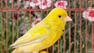 Beautiful Canary Bird Singing Training Singh Song For Canaries [upl. by Asilahs]