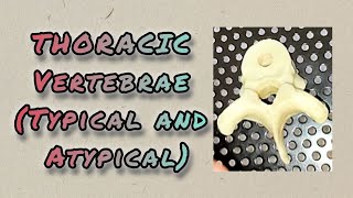 THORACIC VERTEBRAETypical and Atypical Thorax Anatomy [upl. by Ennovehs713]