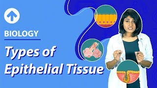 Types of Epithelial Tissues  Structural Organisation In Animals  Biology  Class 9 [upl. by Norrek]