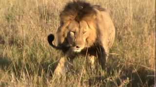 LION INTERACTIONSFighting to Mating [upl. by Bruckner]