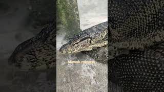 Biawak raksasa dunia [upl. by Enelam257]